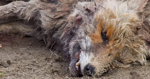 Dead Animals Stock Footage 332057514