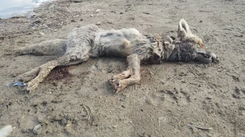 Dead Animals Stock Footage 332149967