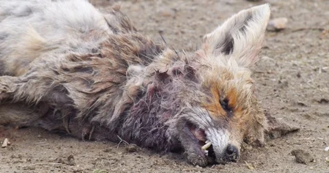 Dead Animals 스톡 동영상 337168515