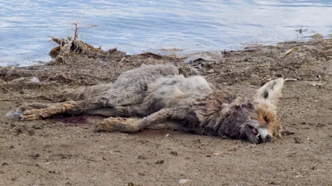 Dead Animals 스톡 동영상 342250783