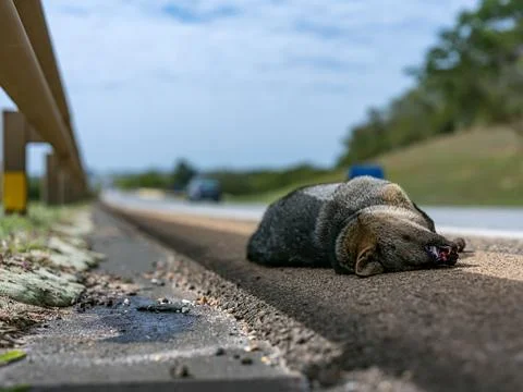 Dead animals on highways. Stock Photos