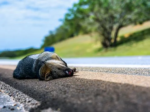 Dead animals on highways. Stock Photos