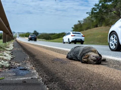 Dead animals on highways. 스톡 사진