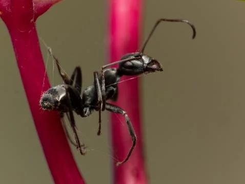 Dead ant tangled in web on flower stem Stock Photos