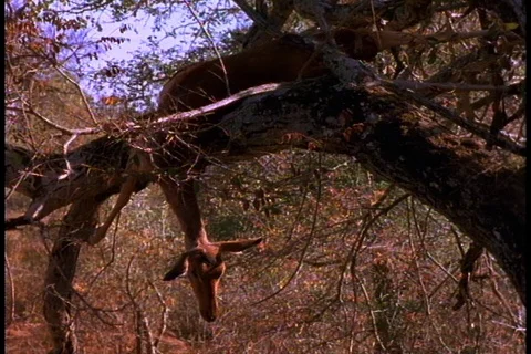 Dead antelope draped over branch of tree. Stock Footage 86752662