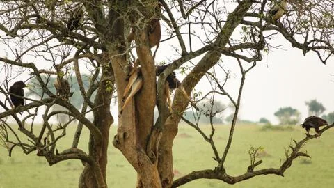 Dead antelopes over tree, leopard work Foto stock