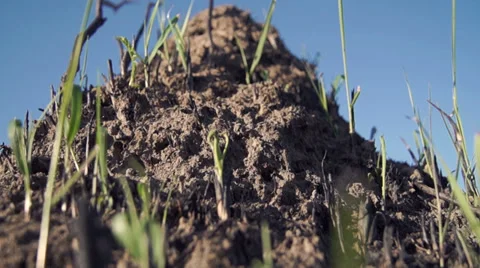 Dead anthill 库存影片 37833387