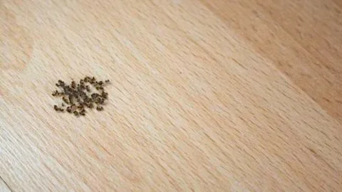 Dead ants on a floor. Stock Photos