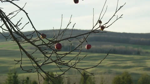 Dead apple tree branch with apples in green valley field background Vídeo Stock 255464191