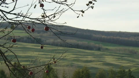 Dead apple tree branch with apples in green valley field background Vídeo Stock 255464342