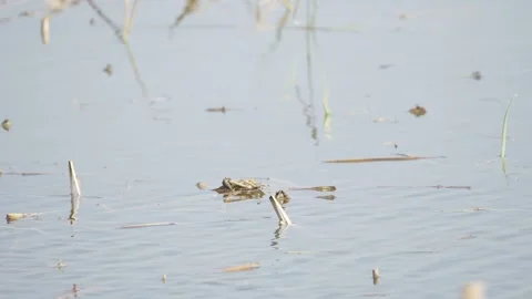 Dead Aquatic Plants Floating in Lake Water Stock Footage 336648307