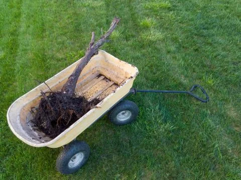 A dead arborvitae or thuja tree in a wheelbarrow Stock Photos
