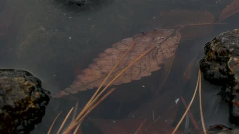 Dead Autumn Leaf Floats Gently on Dirty Water. Rest in Peace, 4K 스톡 동영상 131024360