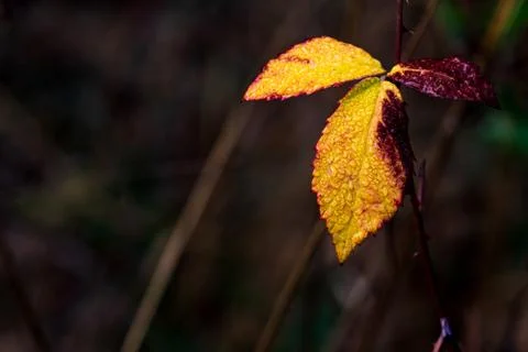 Dead autumn leaf with text space Stock Photos