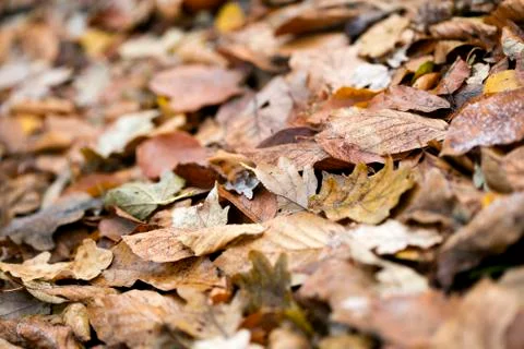 Dead autumn leafs macro background high quality prints Stock Photos
