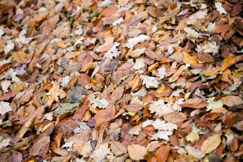 Dead autumn leafs macro background high quality prints Stock Photos