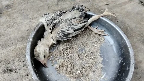 A dead baby chick in a small-scale poultry farm, illustrating livestock manageme Stockbeeldmateriaal 338224870