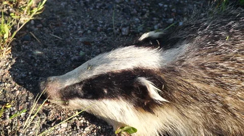 Dead badger - closeup. Meles meles Stock Footage 61219968