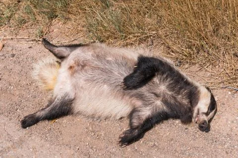 Dead badger lying by the roadside Stock Photos