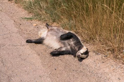 Dead badger lying by the roadside Stock Photos