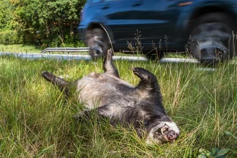 Dead badger lying by the side of the road while car drives by Stock Photos