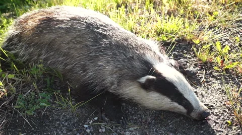 Dead badger. Meles meles Stock Footage 61213870
