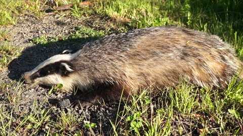 Dead badger. Meles meles Stock Footage 61219200