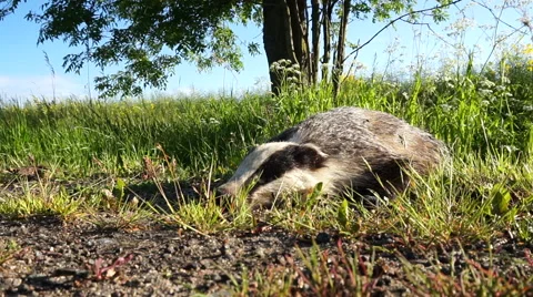 Dead badger. Meles meles Stock Footage 61221531