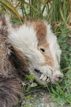 Dead badger Stock Photos
