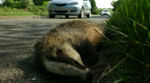 Dead badger by side of road, 4k, UHD Stock Footage 50116757