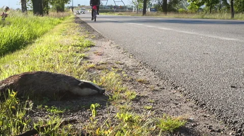 Dead Badger By Side Of Road Stock Footage 61222534