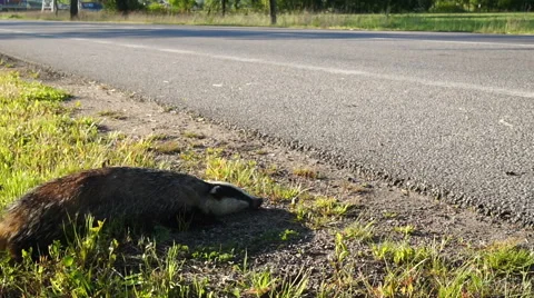 Dead Badger By Side Of Road Stock Footage 61222756