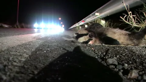 A dead Badger on the side of the street Stock Footage 151571204