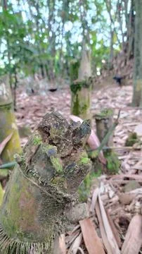 Dead bamboo tree Stock Photos