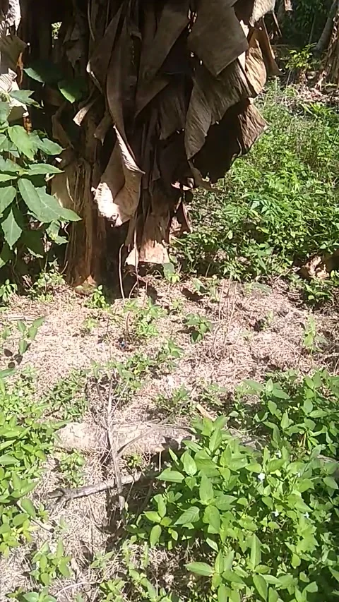 Dead banana tree Stock Footage 215775251