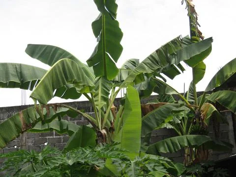 Dead banana tree Stock Photos