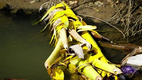 Dead Banana Tree in a River Environment Video stock 327963461