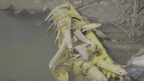 Dead Banana Tree in a River Environment S log 3 10bit 422 Stock Footage 328079400