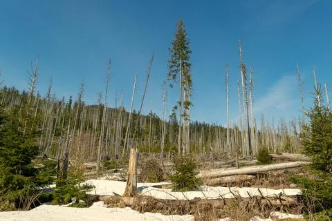 Dead, bare, leafless trees in a spruce forest in the mountains. Stock Photos