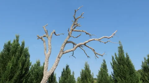 Dead Bare Tree Against Blue Sky With Evergreen Trees in Background, Scenic View Vídeo Stock 336961328