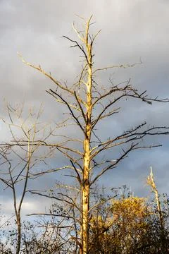 Dead bare tree snag standing against cloudy autumn sky Stock Photos