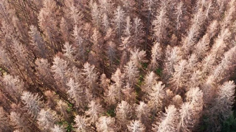 A dead bark beetle infested forest filmed from above Stock Footage 146976835