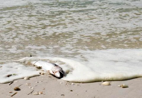 Dead Barracuda from "Red Tide" washed up on a beach. Stock Photos