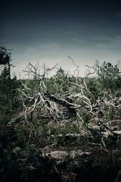 Dead, Barren Tree in a Forest Stock Photos