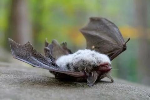 Dead bat lies on its back on a stone in forest Stock Photos