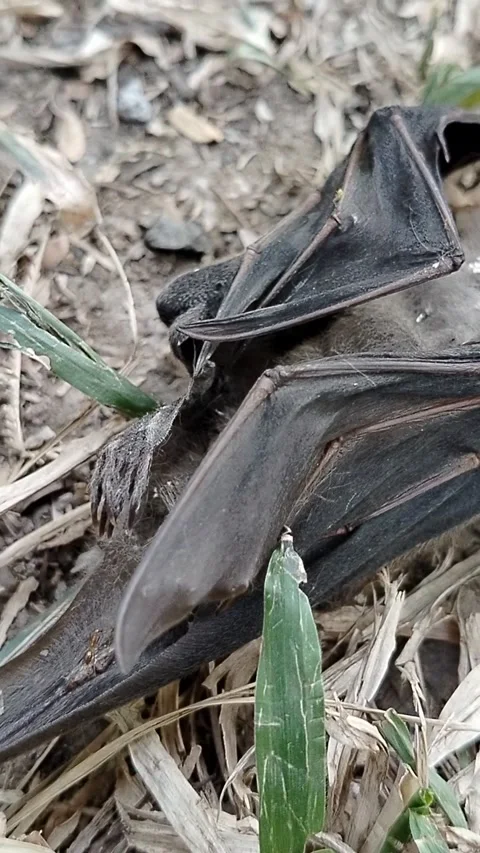 Dead bat lying on the ground in a natural environment, showing the remains of a  Stock Footage 342057829
