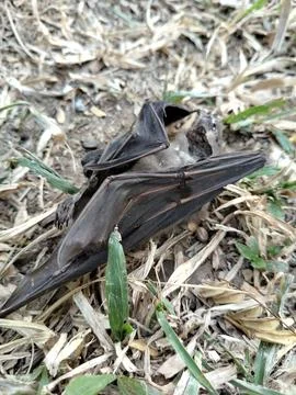 A dead bat lying motionless on the ground, documenting wildlife mortality  Stockfoto's