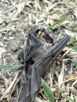 A dead bat lying motionless on the ground, documenting wildlife mortality  Stockfoto's