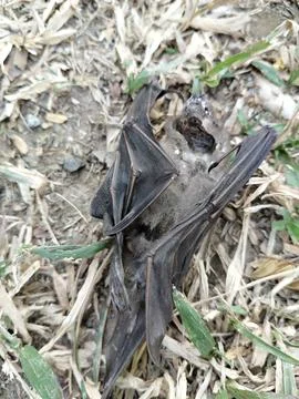A dead bat lying motionless on the ground, documenting wildlife mortality  Stockfoto's