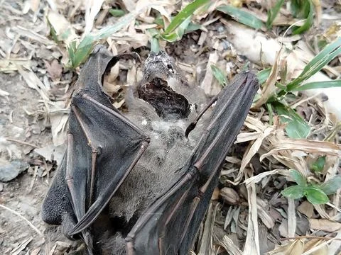A dead bat lying motionless on the ground, documenting wildlife mortality  Stockfoto's